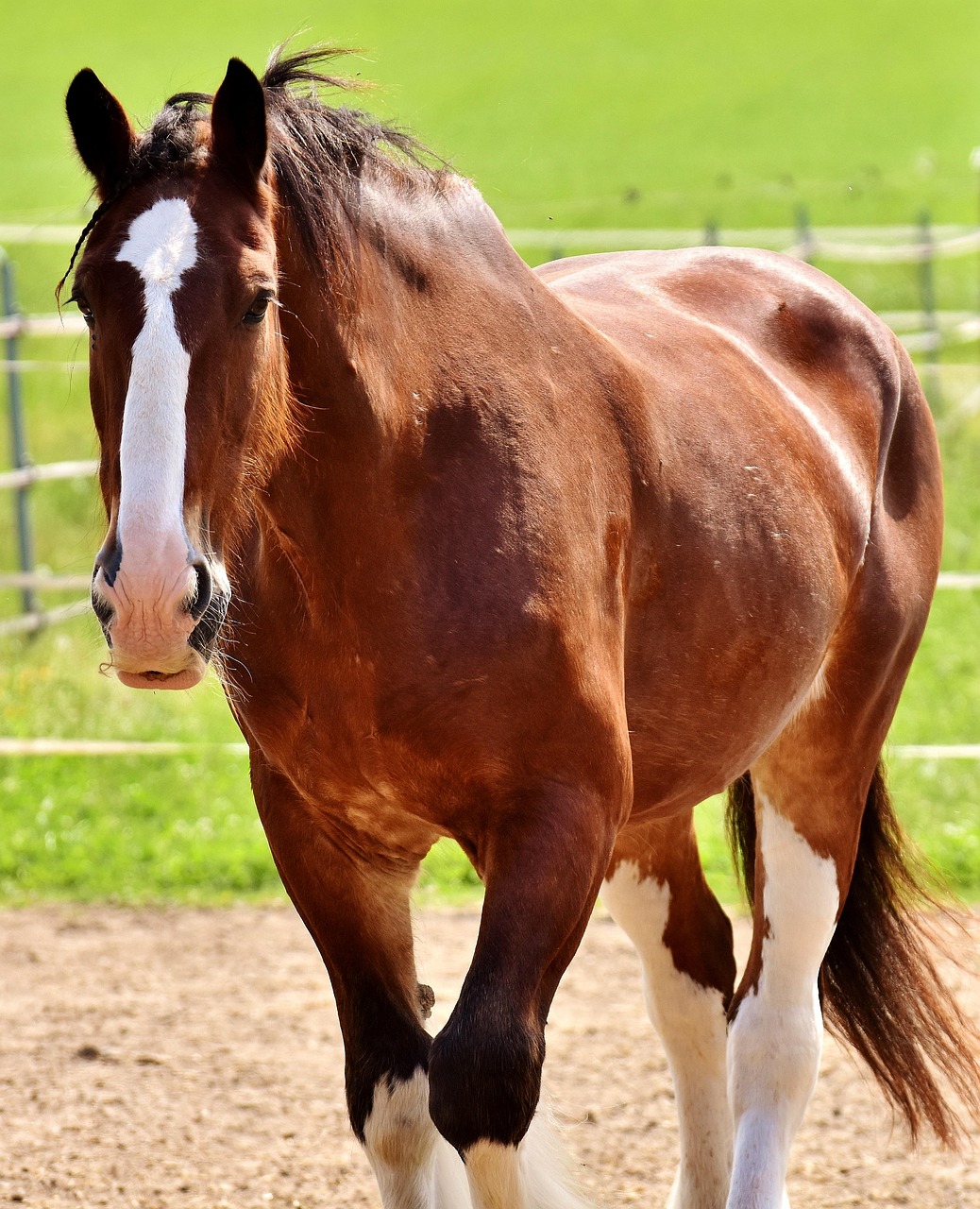 shire horse, horse, coupling, nature, riding stable, wildlife, meadow, animal, big horse