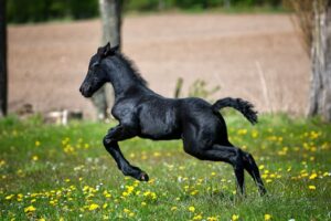 A lively Friesian foal galloping across a bright, spring meadow filled with yellow wildflowers.