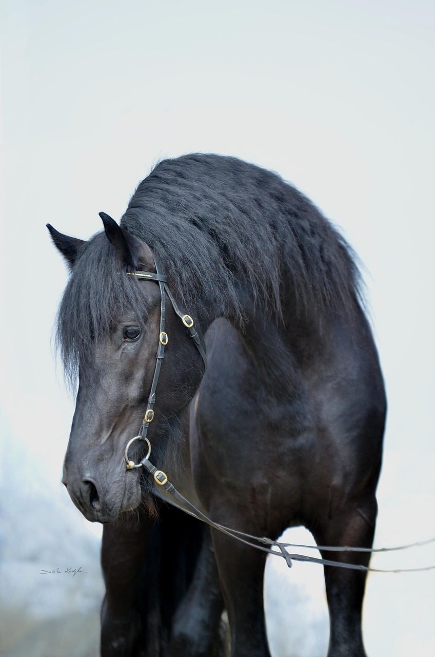 horse, horses, black horse, fresian, fresian horse, warmblood, horse portrait, stallion, mane, nature, beauty, black beauty, magical horse, regal, beautiful, equine portrait, fresian horses, fresian breed, carriage horse, amazing horse