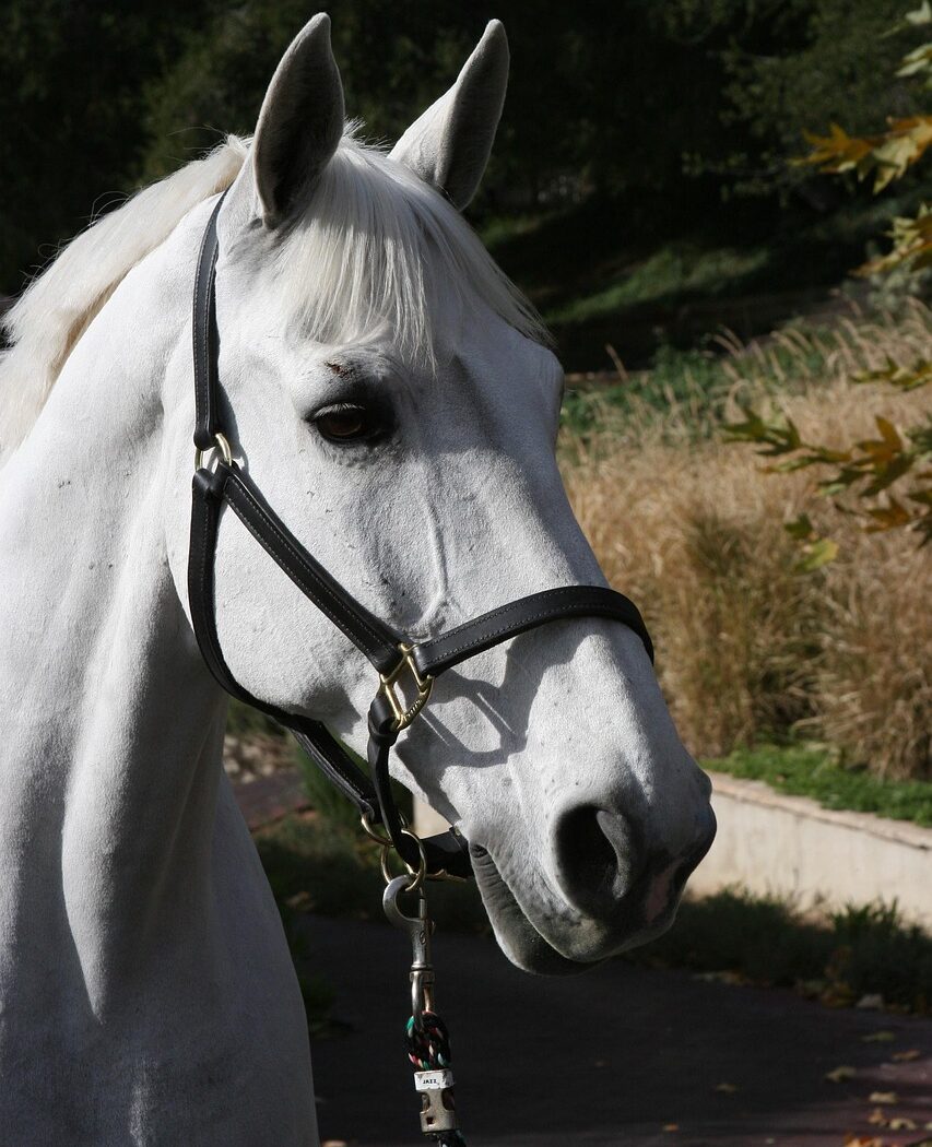 show horse, white horse, dressage, stallion, leather halter, show horse, show horse, show horse, white horse, white horse, white horse, dressage, dressage, dressage, dressage, dressage, stallion, leather halter, leather halter, leather halter